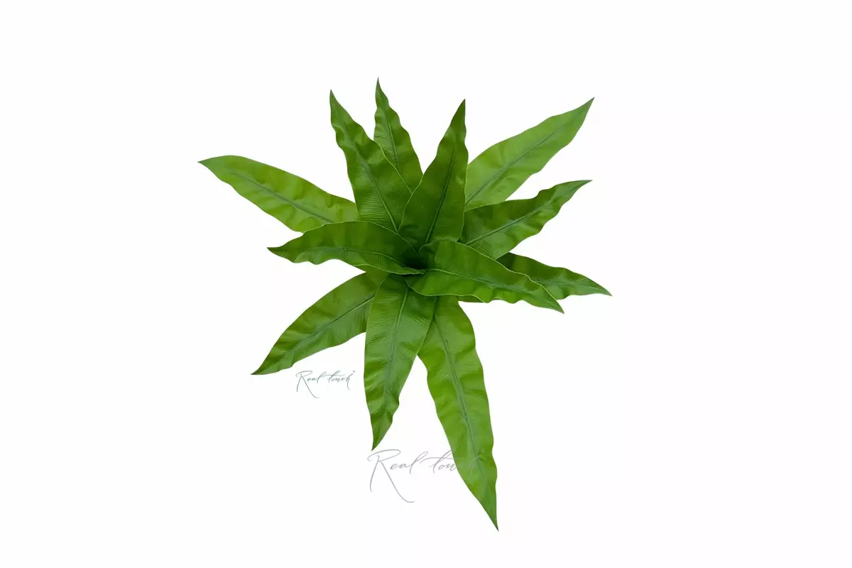 Asplenium bush Bush 12 Leaves - light green Asplenium bush Bush 12 Leaves - light green