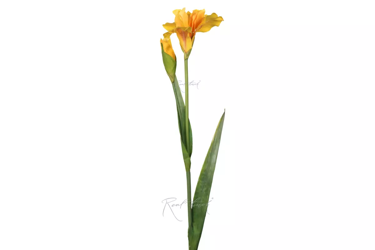 Iris 2 branches 74cm - yellow