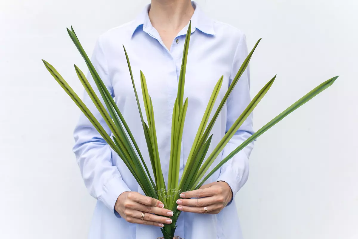 Bush of 18 leaves - green Bush of 18 leaves - green