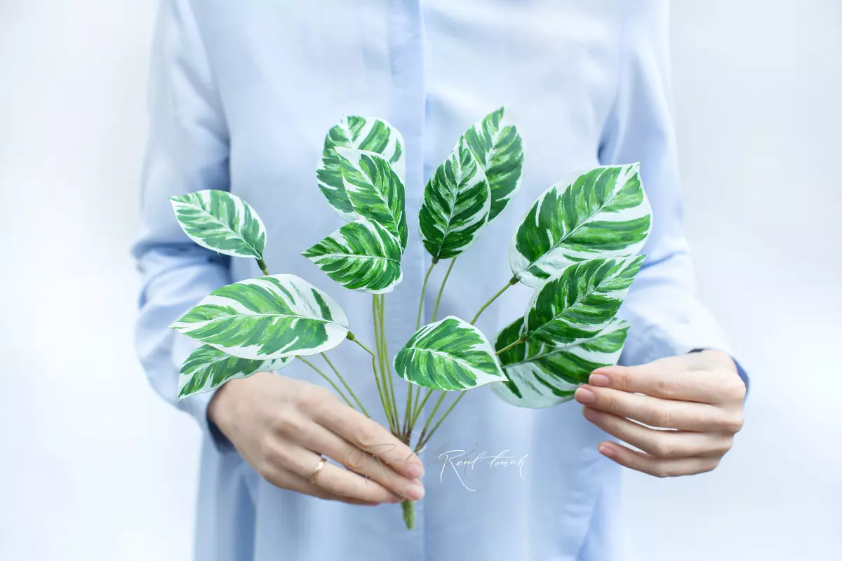 Calathea Louise small - white green