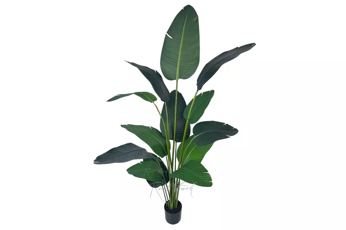 Strelitzia LRJ 2m/13L  200cm - green