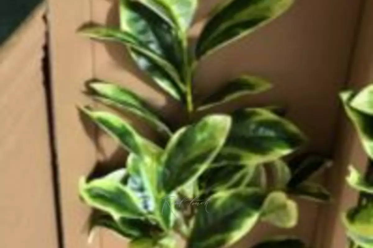Ficus Samantha branch (tall) - Yellow green