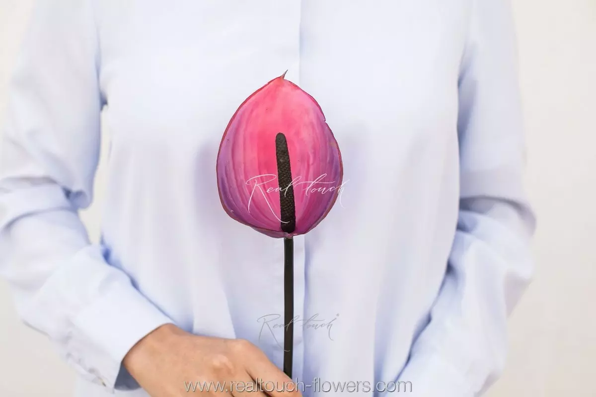 Anthurium small - ruby Anthurium small - ruby