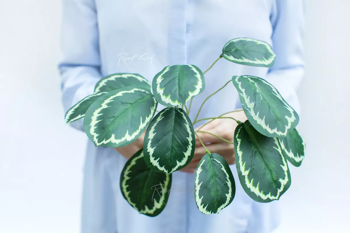Calathea medallion small - white green