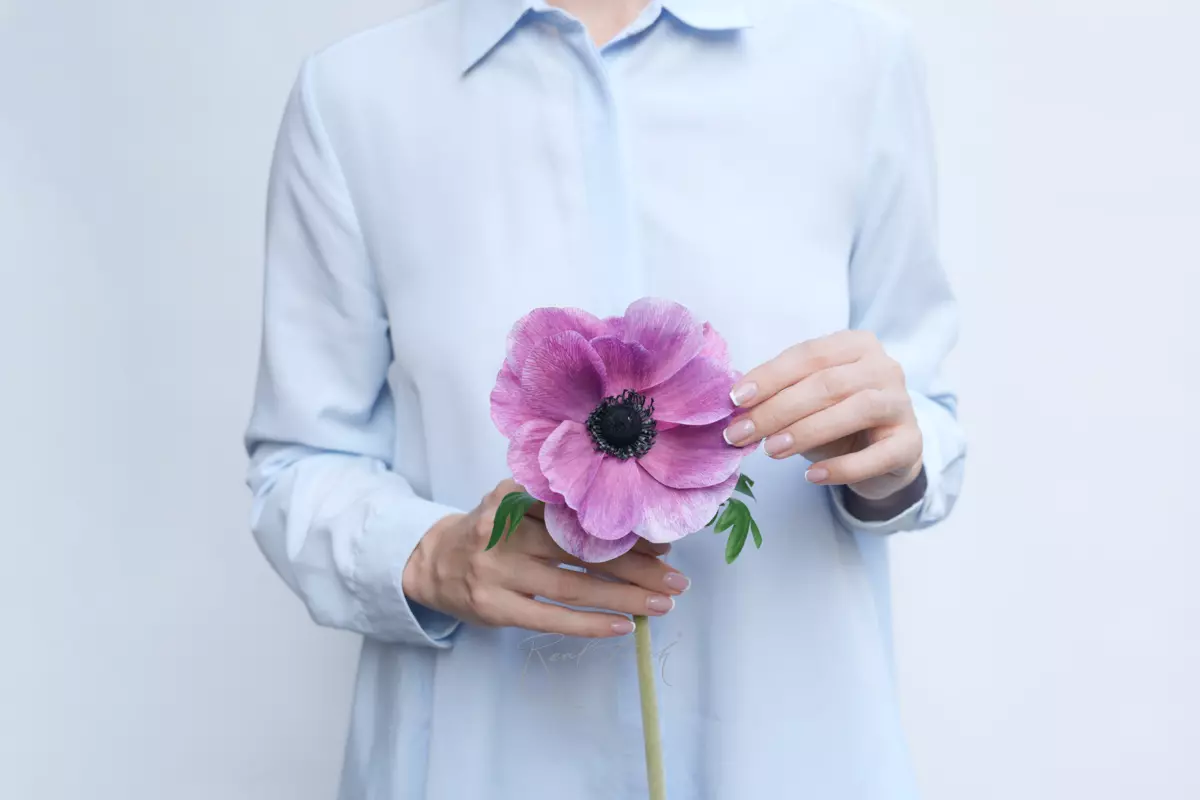 Anemone De Caen - 