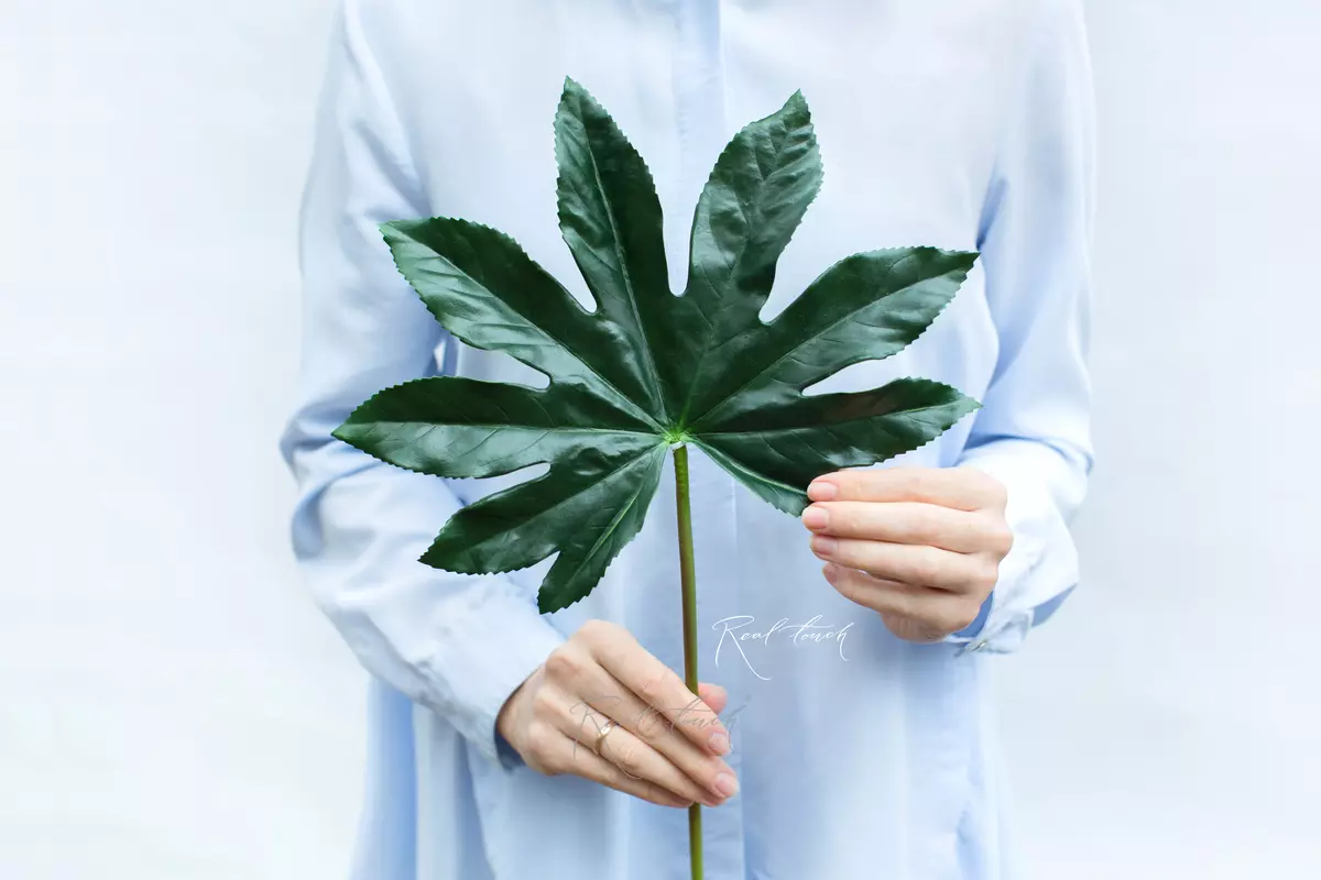 Fatsia leaf - green Fatsia leaf - green