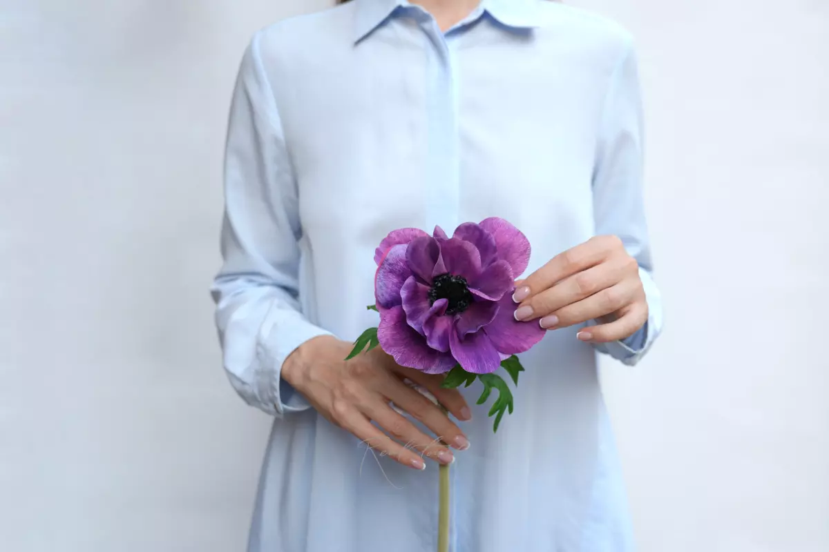 Anemone De Caen - dark purple