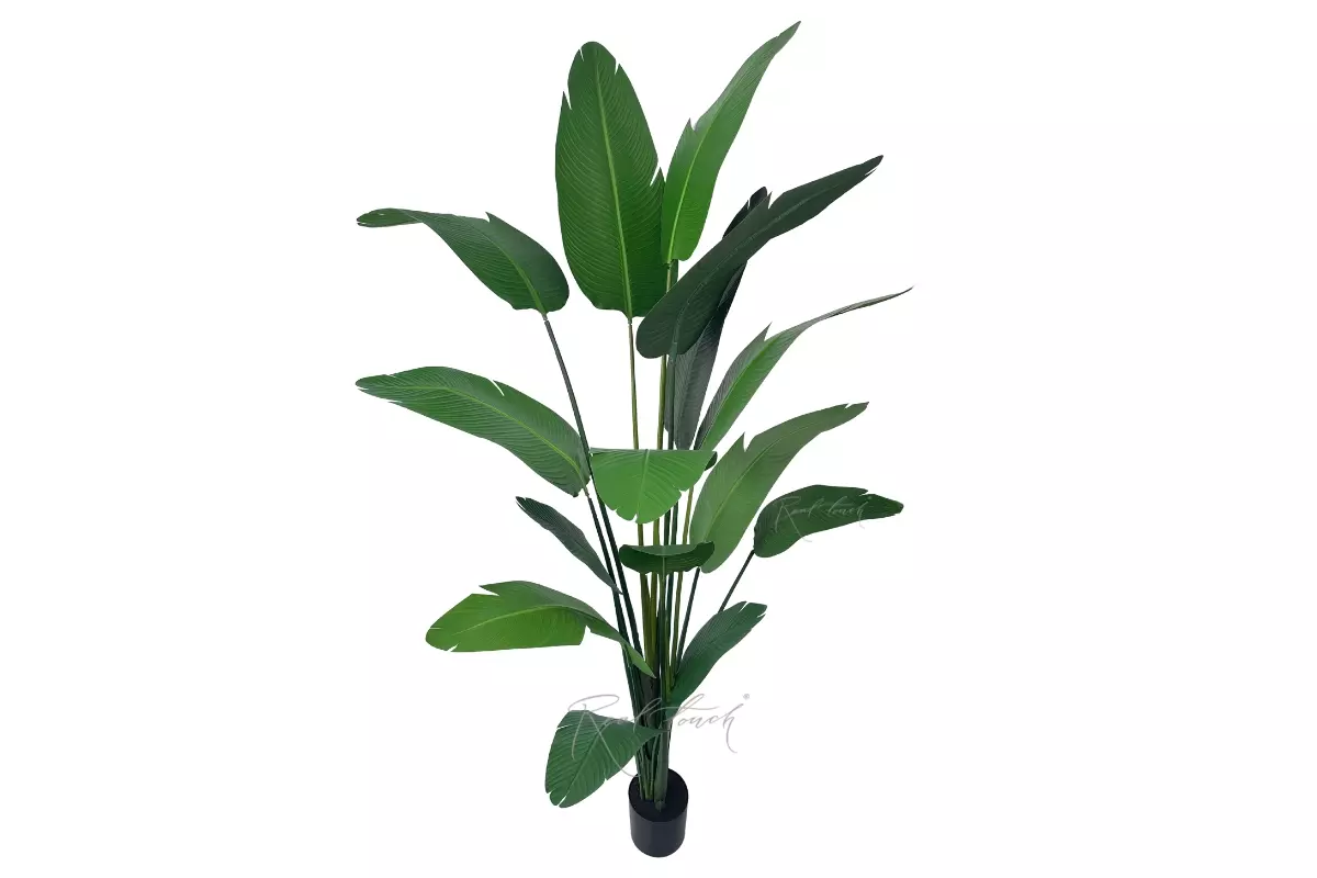 Strelitzia LRJ 2.5m/15L  250cm - green