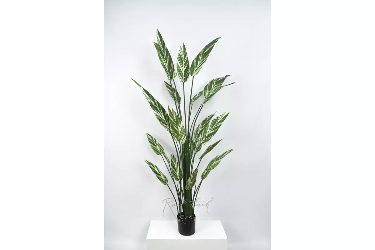 Strelitzia variegated 180cm - white green