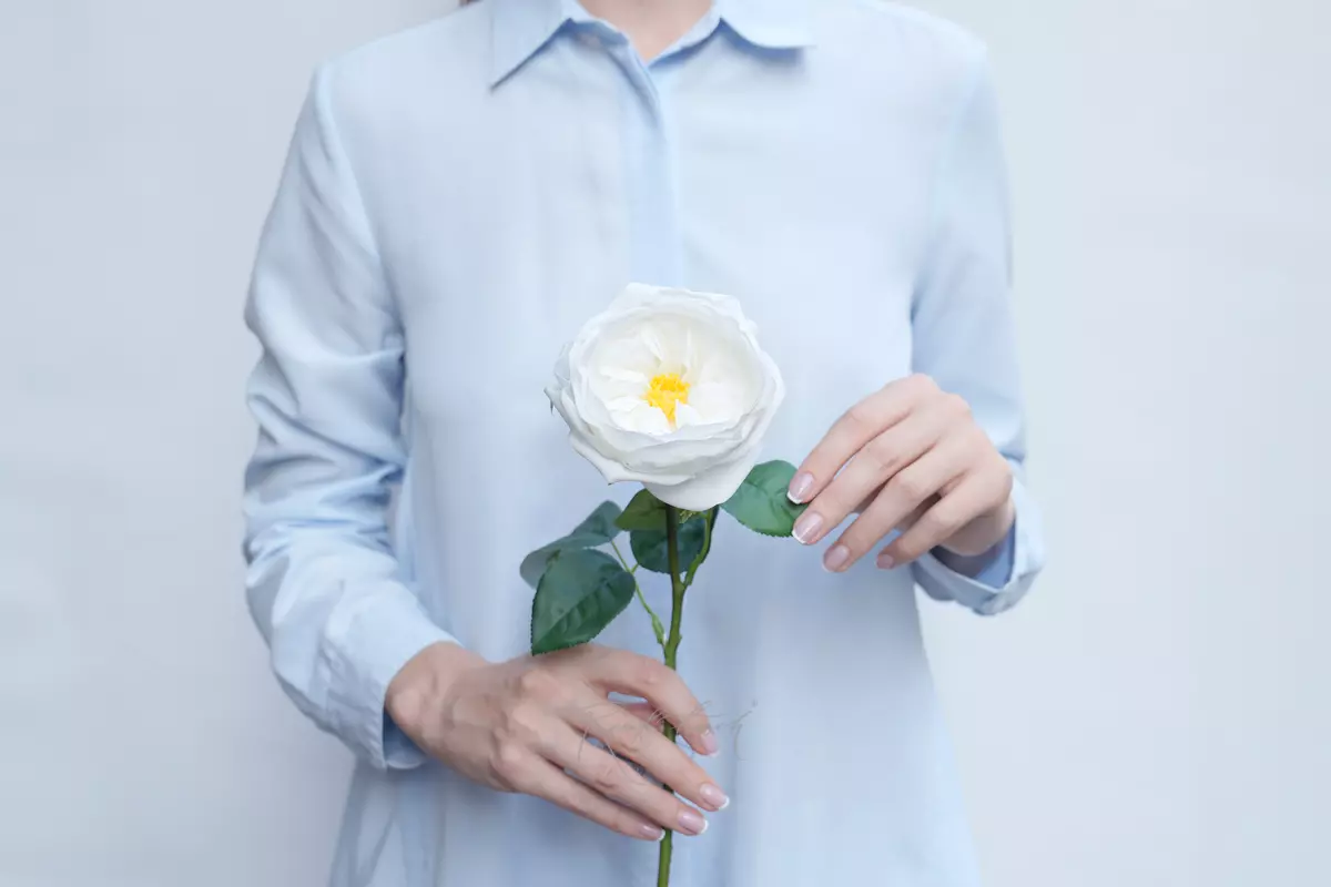 Rose David Austin The Pilgrim small - white