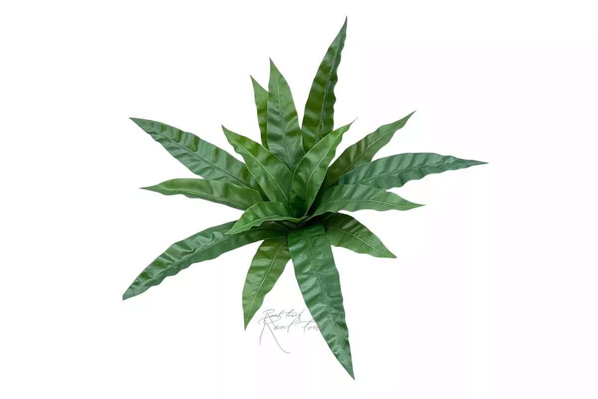 Asplenium Bush 15 Leaves - green Asplenium Bush 15 Leaves - green