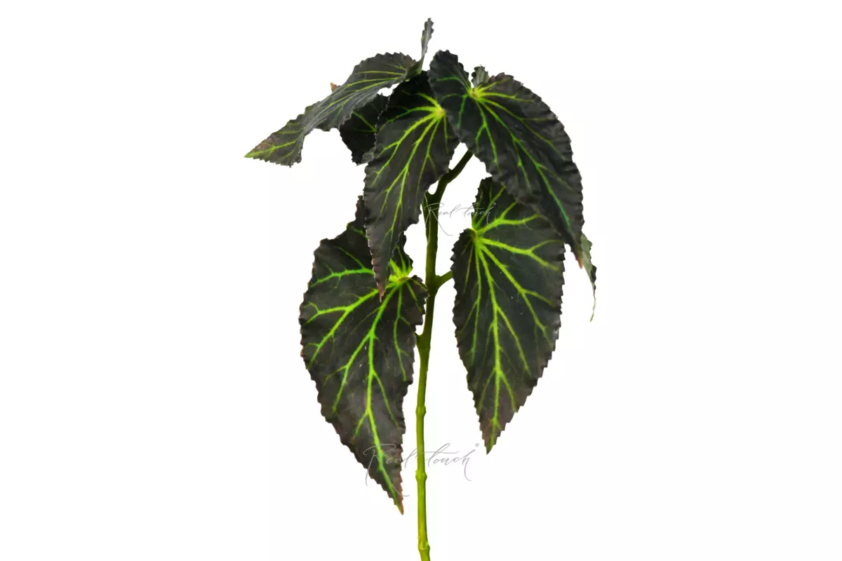 Begonia branch with leaves 17" - green