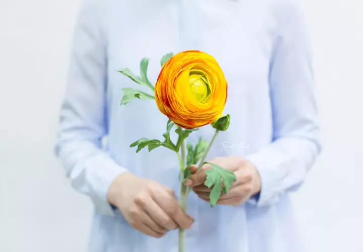Ranunculus Clooney large - orange
