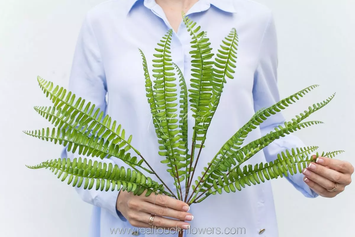 Nephrolepis Green Lady (Greenery 2) - green