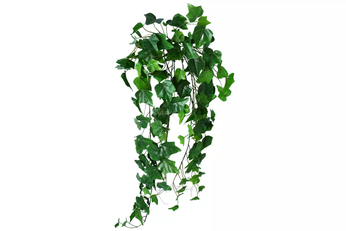 Ivy - bush 70 сm - green