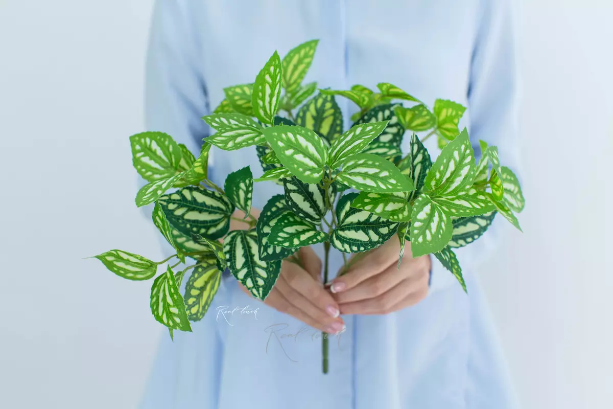 Pilea small - green