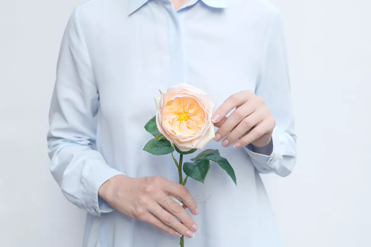 Rose David Austin The Pilgrim small - Light peach