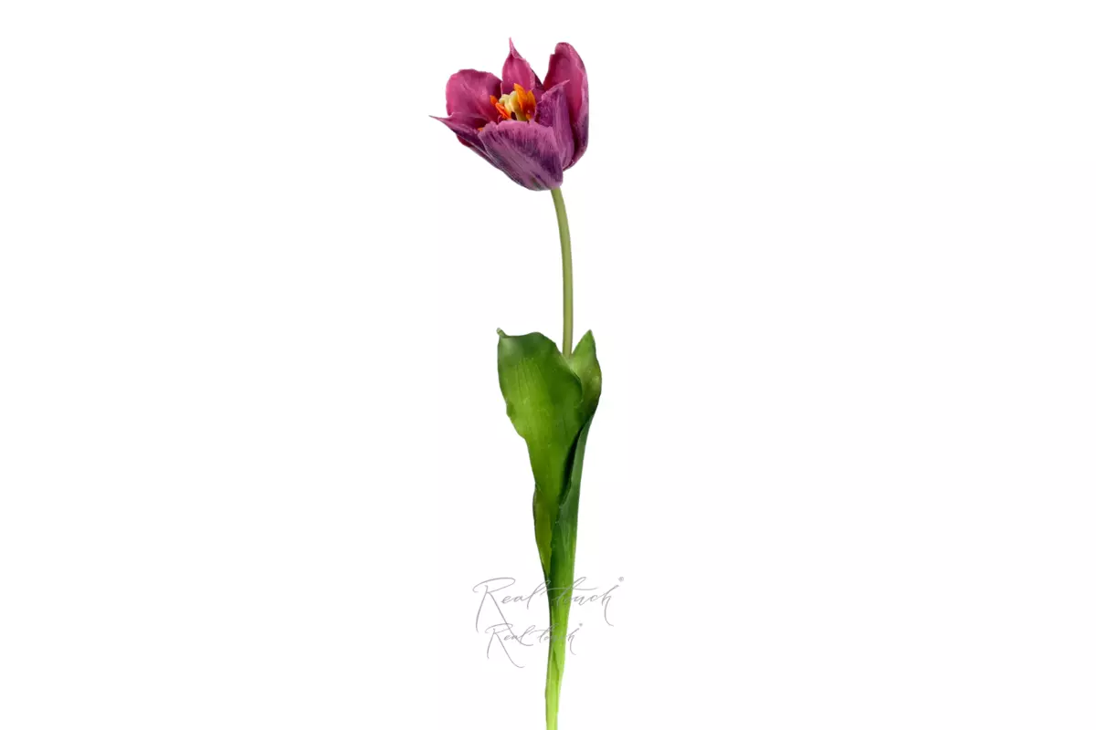 Lily-flowered tulip 48cm - purple