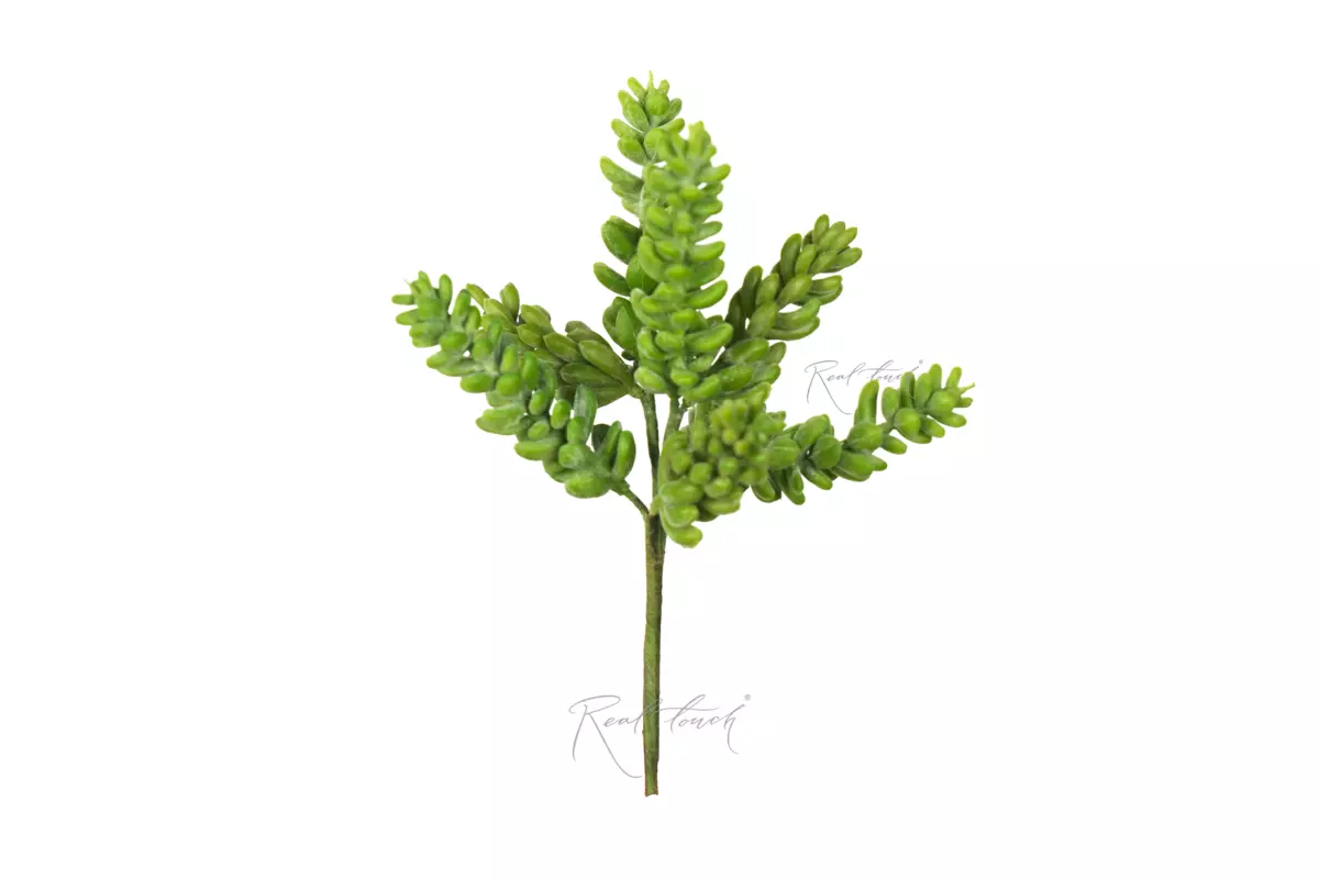 Succulent Sedum Burrito - green