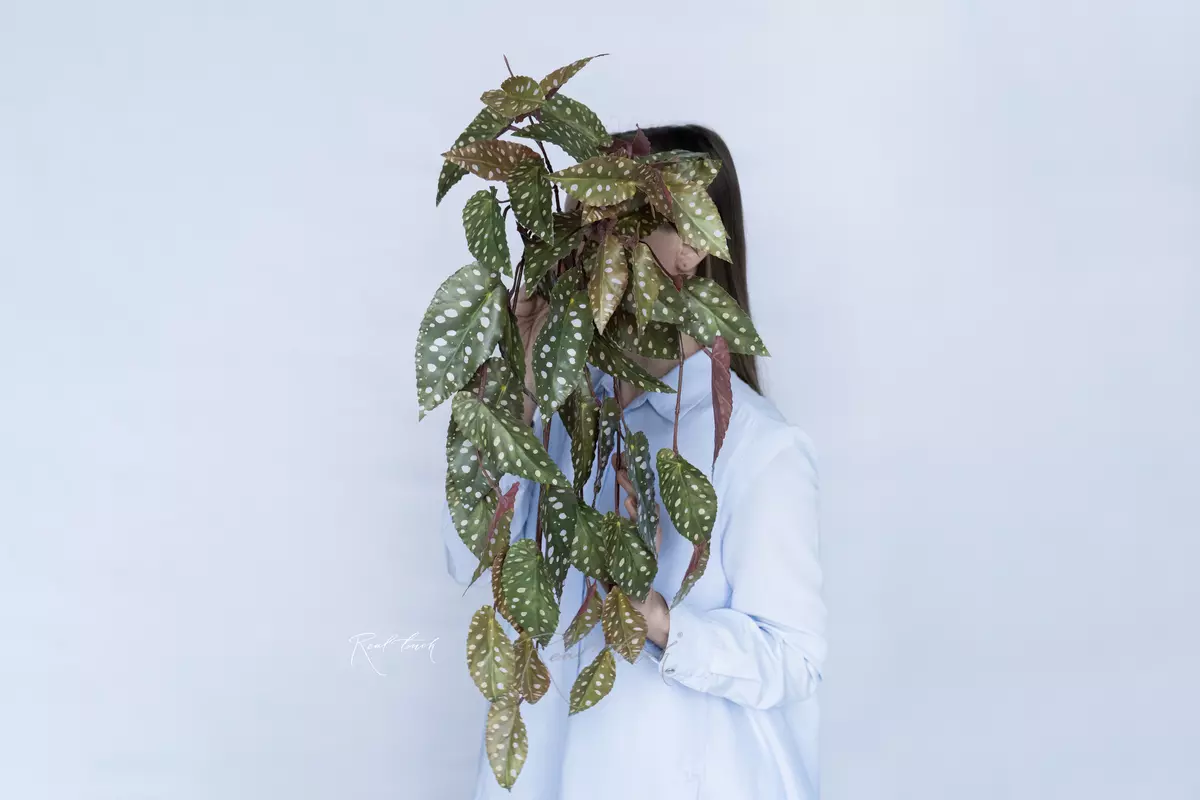 Begonia Maculata hanging  - green