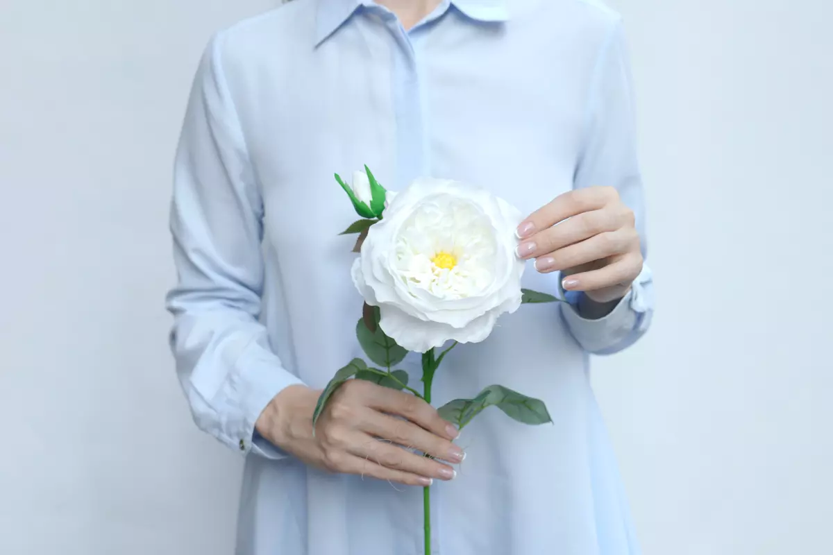 Rose David Austin The Pilgrim large - white Rose David Austin The Pilgrim large - white