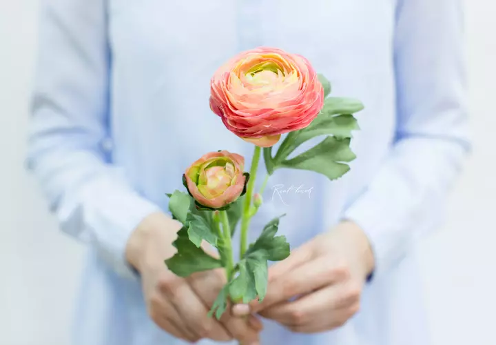 Real Touch Ranunculus Clooney - pink