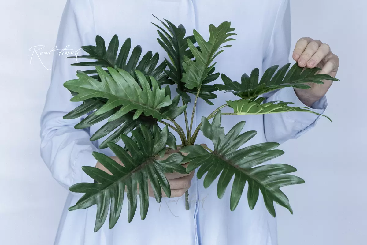 Philodendron Xanadu bush - green