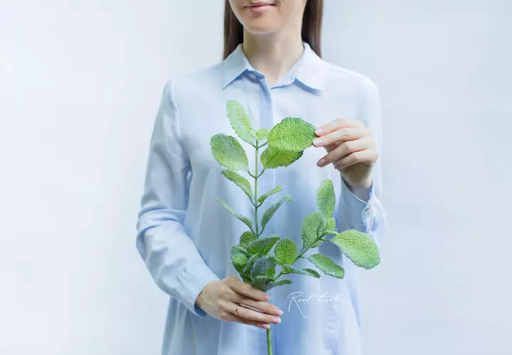 Pilea mollis - green
