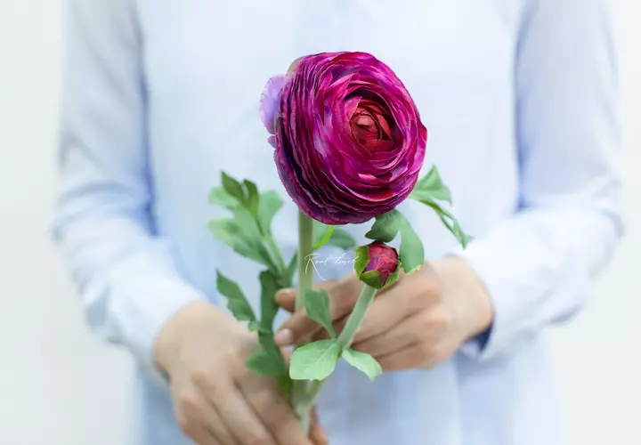 Ranunculus Clooney large - burgundy