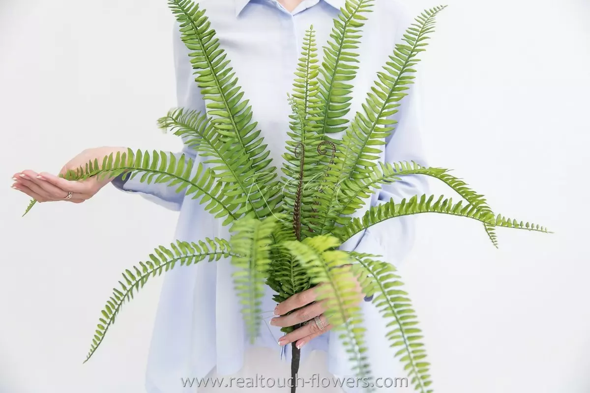 Nephrolepsis Exaltata (Boston fern) 70 cm - green Nephrolepsis Exaltata (Boston fern) 70 cm - green