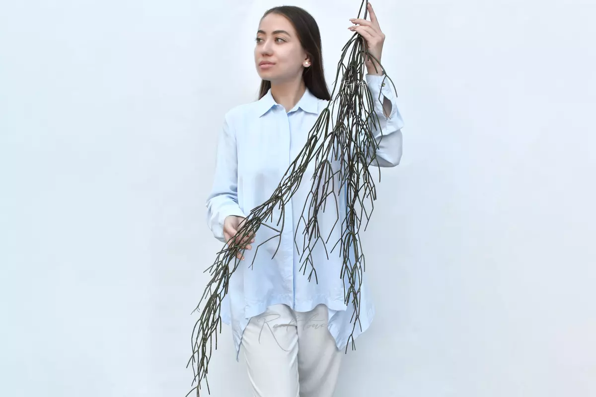 Rhipsalis (Mistletoe cactus) 120cm - Green brown Rhipsalis (Mistletoe cactus) 120cm - Green brown
