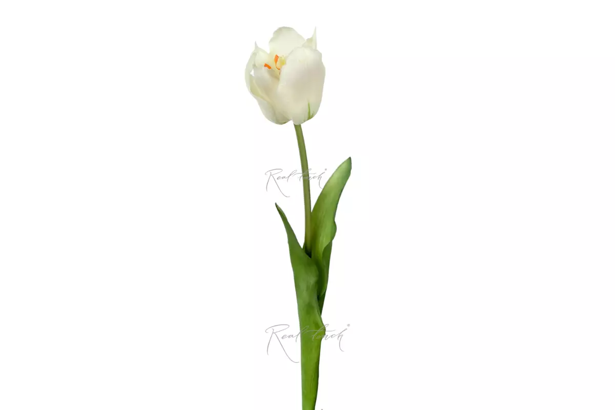Lily-flowered tulip 48cm - white