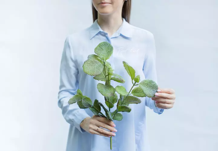 Pilea mollis - green burgundy
