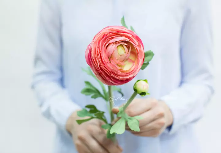 Ranunculus Clooney large - pink
