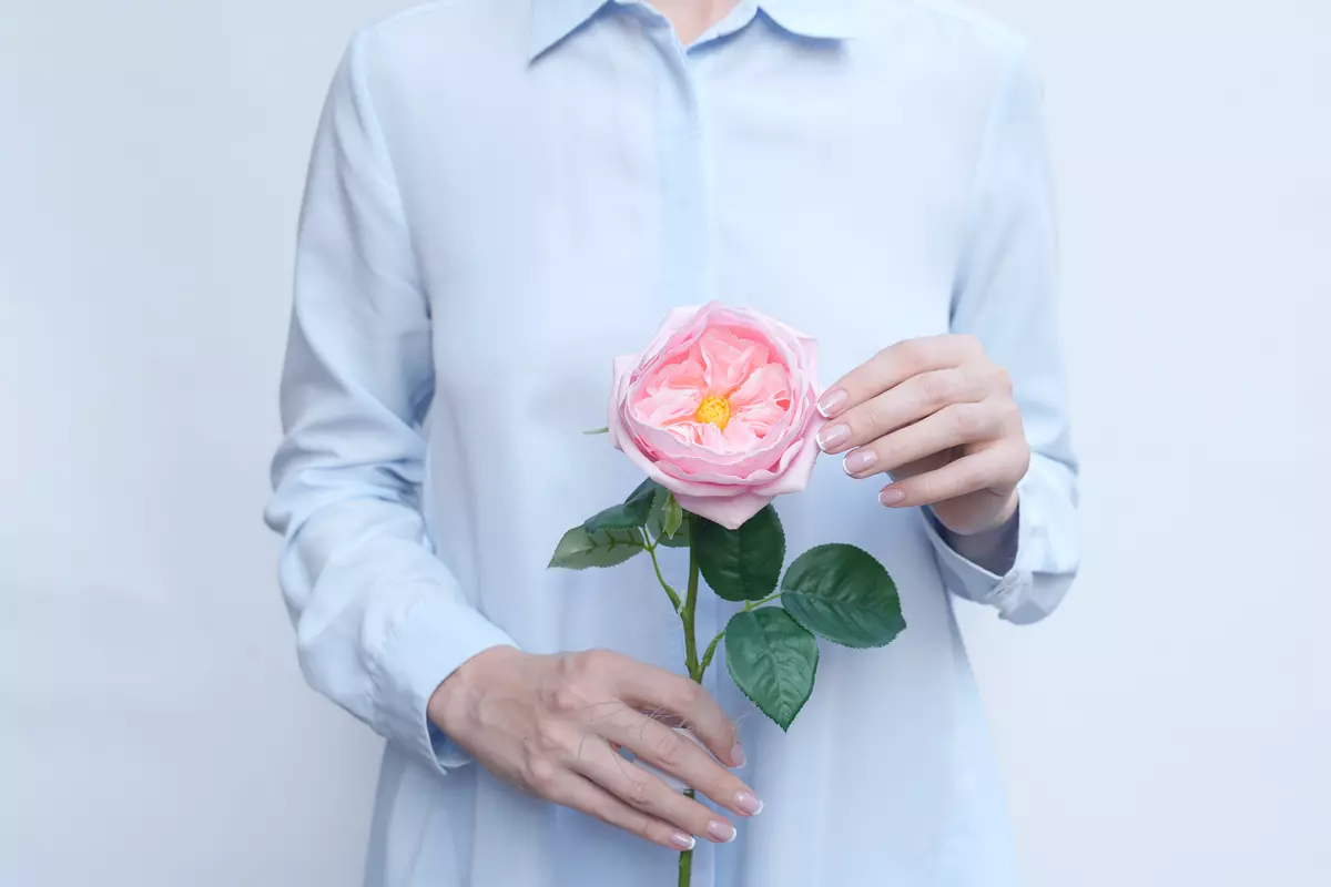 Rose David Austin The Pilgrim small - pink