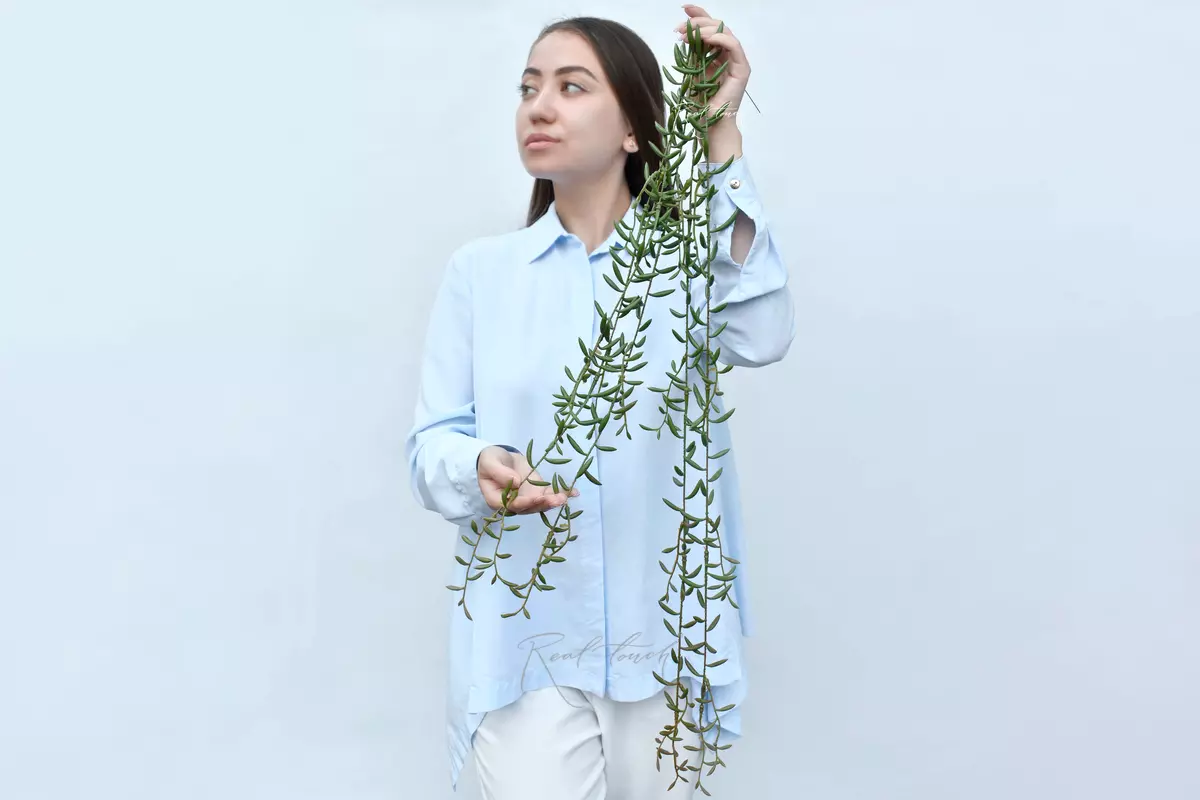 Senecio radicans "String of Bananas" - Dark green