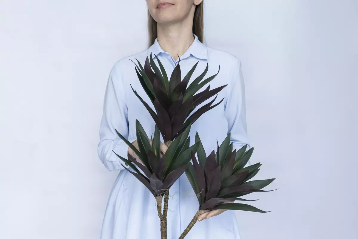 Dracaena Compacta - red