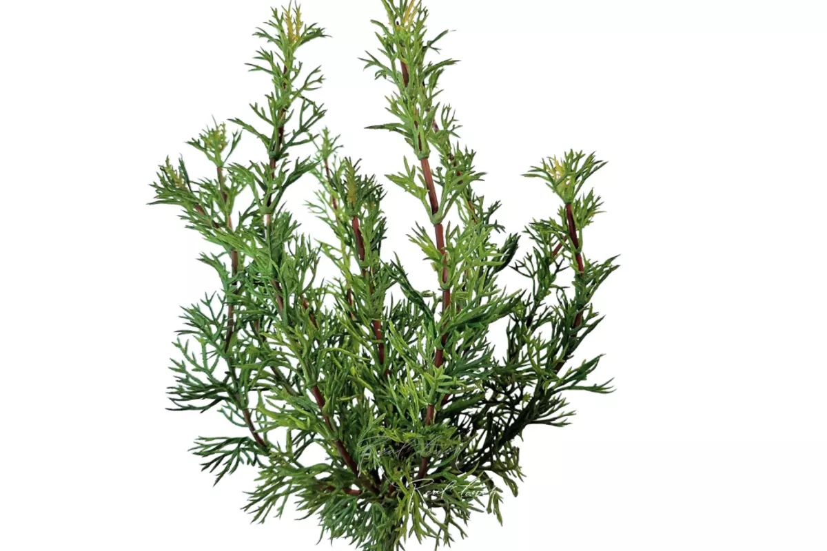 Fennel - light green