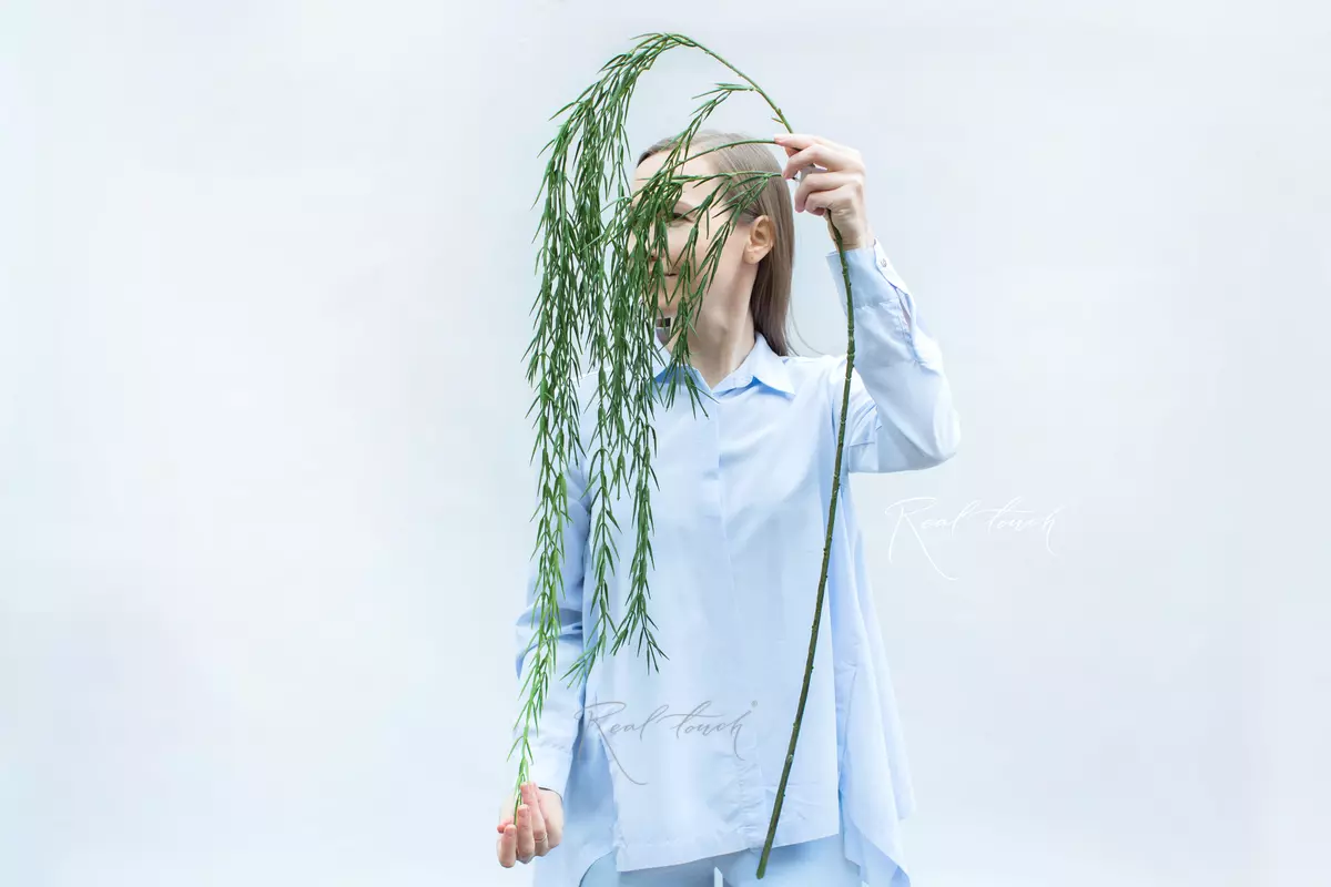 Hoya Linearis - green