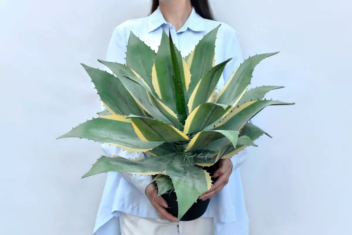Yucca Ivory Tower medium in pot - green