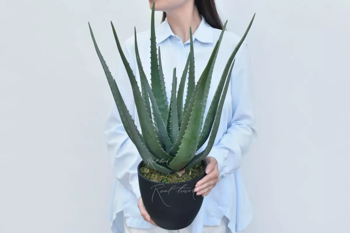 Real Touch Aloe in a pot 55cm  - green