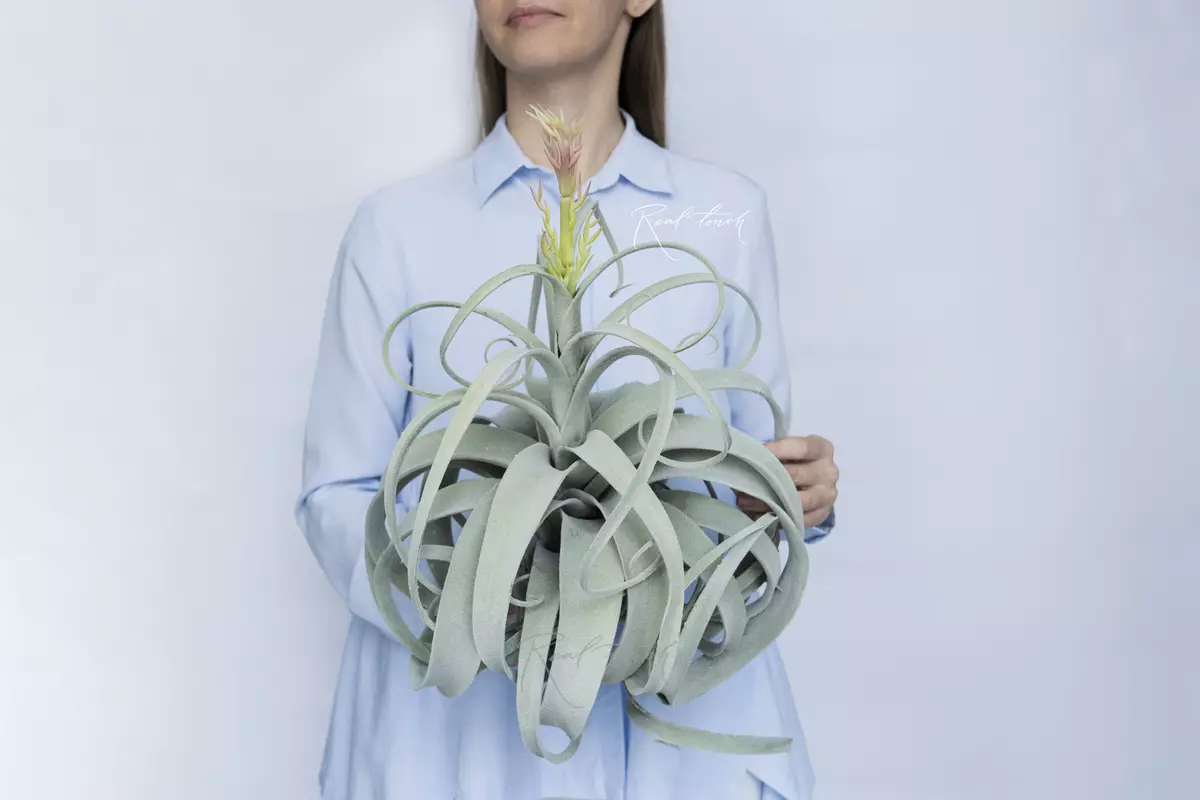 Tillandsia Xerographica blooming air plant (style 2) - Green blue Tillandsia Xerographica blooming air plant (style 2) - Green blue