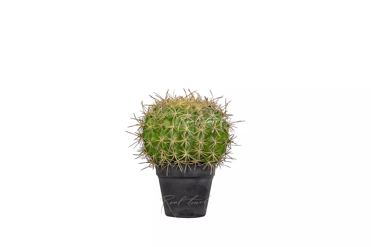 Echinocactus Grusonii Golden barrelsmall - green