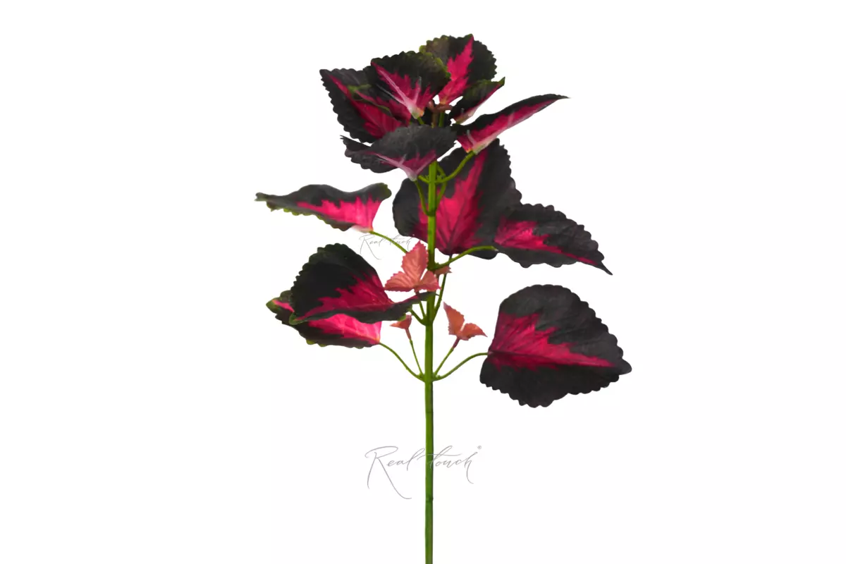Coleus twig 50cm - green burgundy