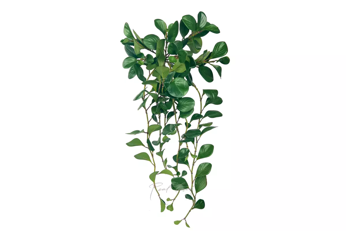 Peperomia bush 34" - green