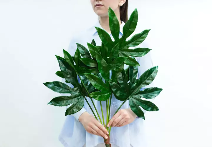 Fatsia bush of 7 leaves - green