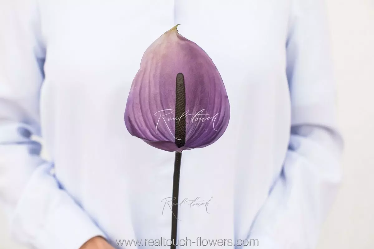 Anthurium small - purple Anthurium small - purple