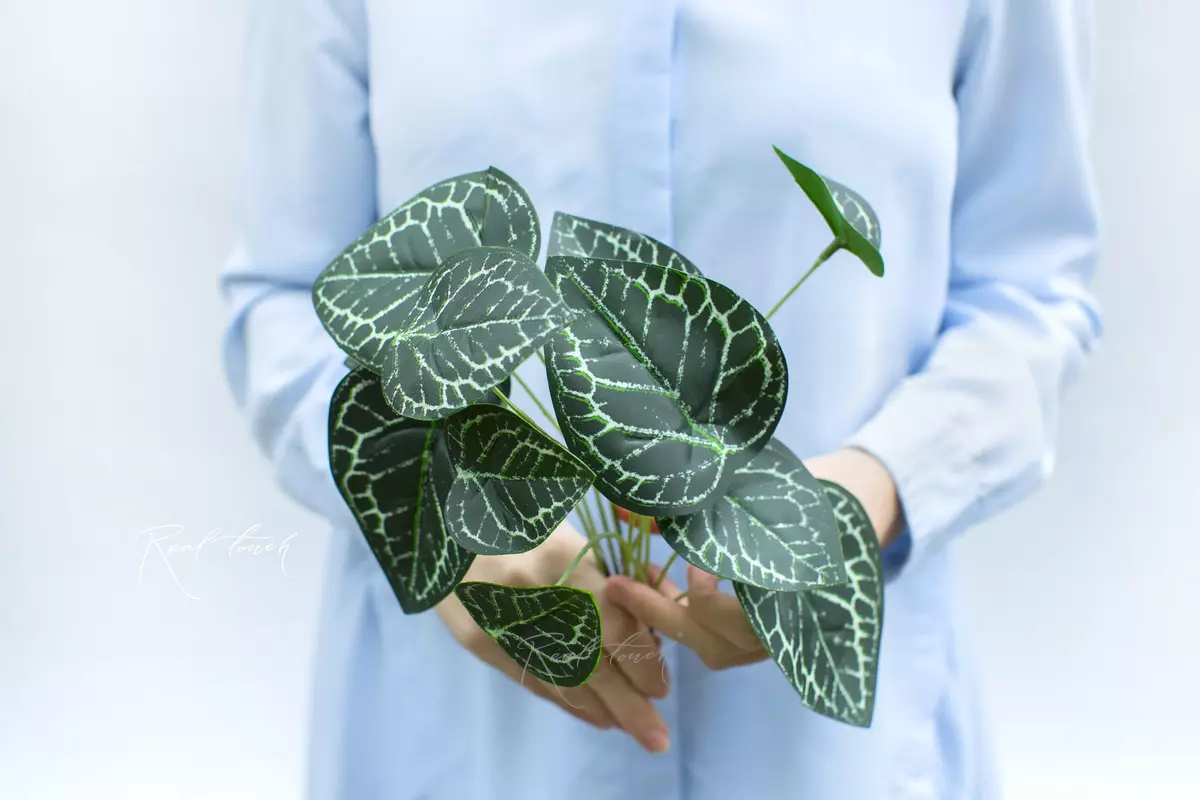 Anthurium Clarinervium bush of 12 leaves small - green