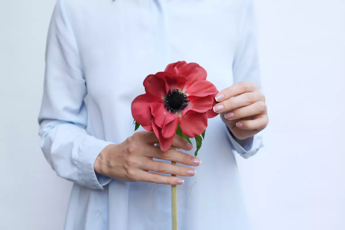Anemone De Caen - red