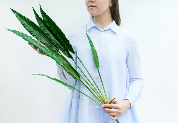Calathea rufibarba bush of 7 leaves - green